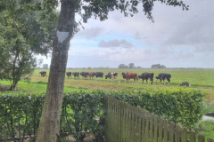 Die Nachbarn auf dem Heimweg