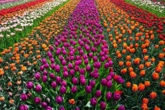 Tulpenfeld-1